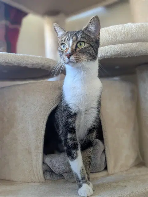 Cinnamon - Domestic Short Hair