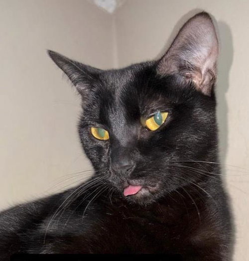 PEPPER, a cat for adoption from Ventura County Animal Regulation