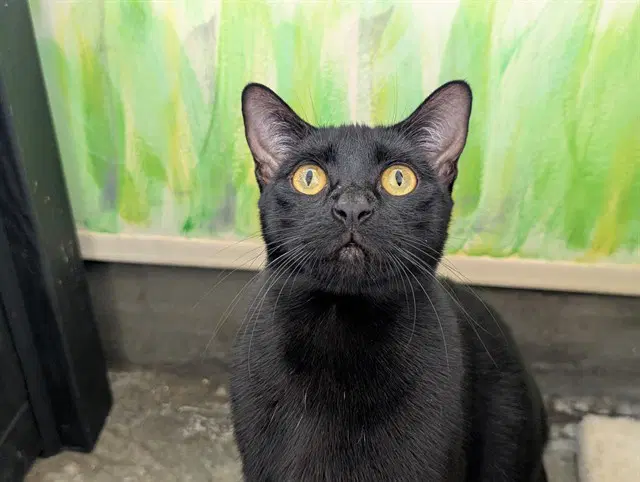 Pepper - Domestic Short Hair