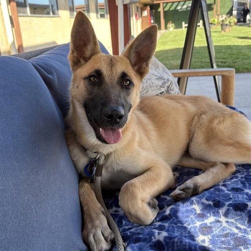 *FRIDA, a dog for adoption from Ventura County Animal Regulation