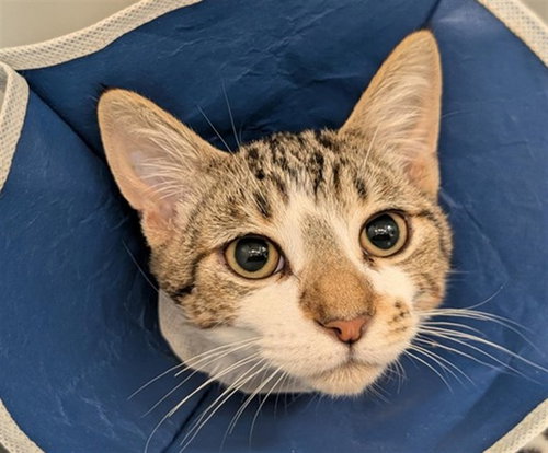 *ARON, a cat for adoption from Ventura County Animal Regulation