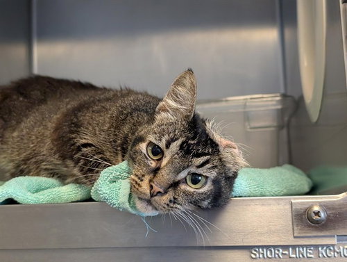 *GRETEL, a cat for adoption from Ventura County Animal Regulation