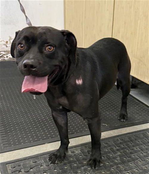 PANTHER, a dog for adoption from Ventura County Animal Regulation