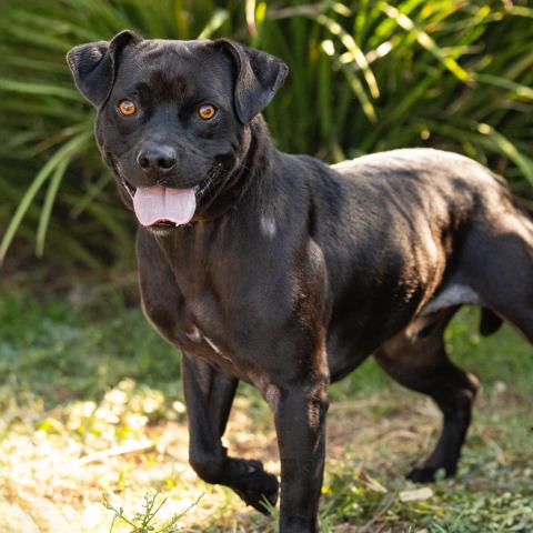 Panther, Pit Bull Terrier / Mixed (medium coat)
