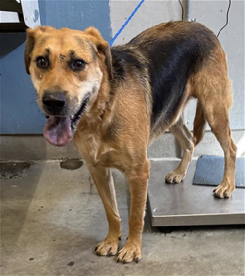 MILO, a dog for adoption from Ventura County Animal Regulation