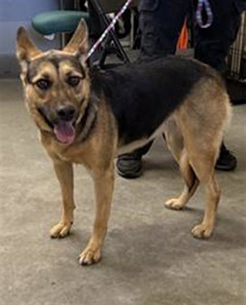 MOCHI, a dog for adoption from Ventura County Animal Regulation
