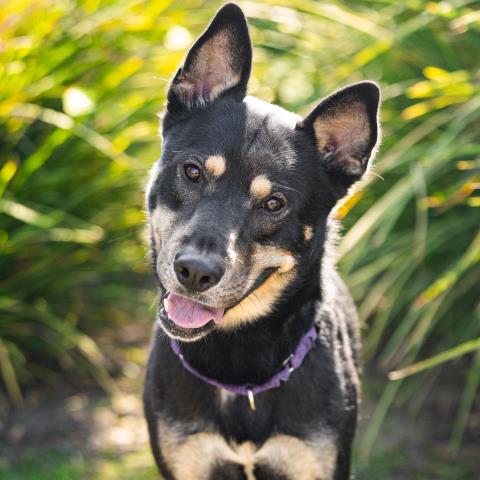DANGO, a dog for adoption from Ventura County Animal Regulation