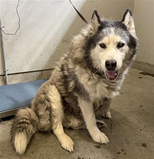 KONA, a dog for adoption from Ventura County Animal Regulation