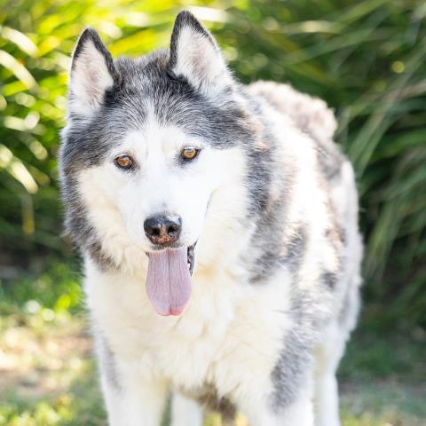 Kona, Siberian Husky (medium coat)