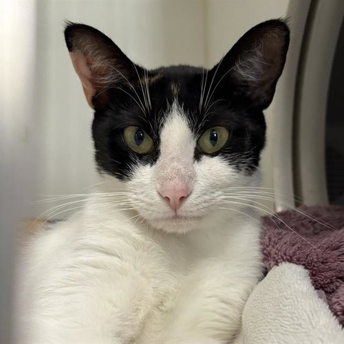 *POPPY, a cat for adoption from Ventura County Animal Regulation