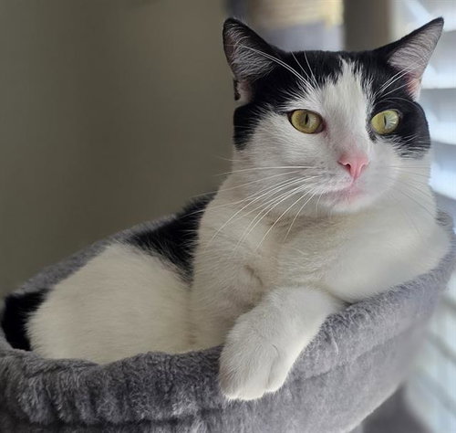 CHLOE, a cat for adoption from Ventura County Animal Regulation