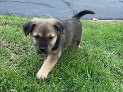 *Mochi, Pit Bull Terrier
