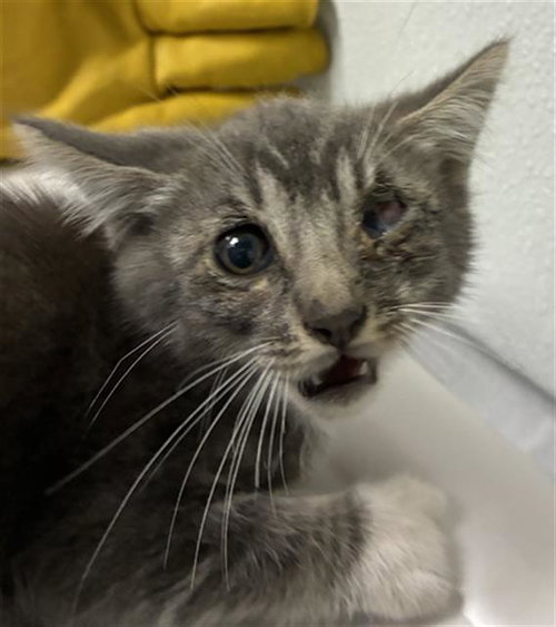 *KRUEGER, a cat for adoption from Ventura County Animal Regulation