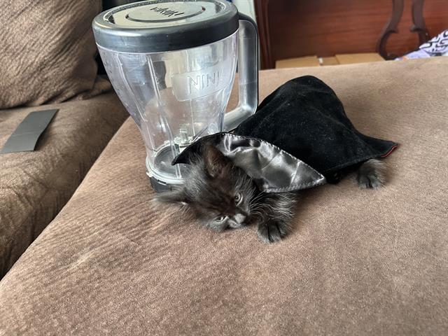 *Gillian, Domestic Short Hair