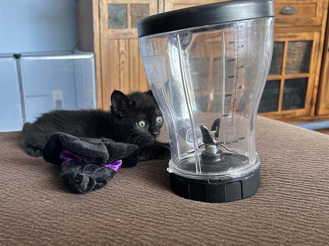 *Frances, Domestic Short Hair