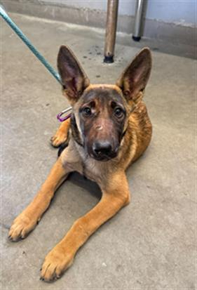 *Gala, Belgian Shepherd Malinois