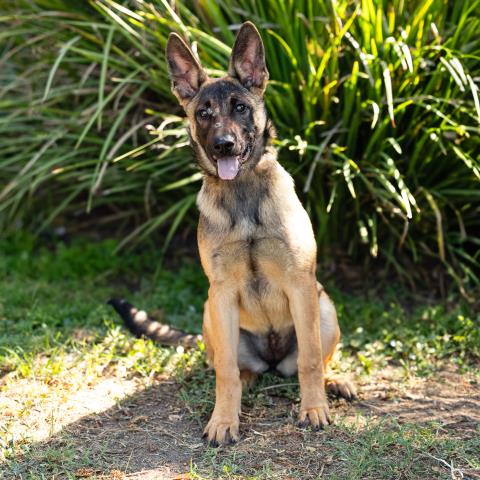 Gala, Belgian Shepherd Malinois (medium coat)
