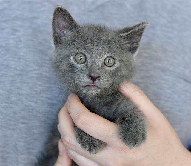 *Finney, Domestic Short Hair