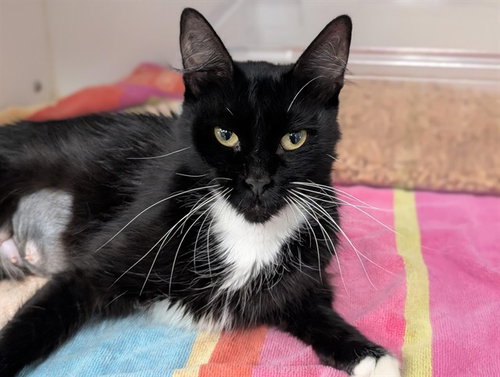 *CLEO, a cat for adoption from Ventura County Animal Regulation