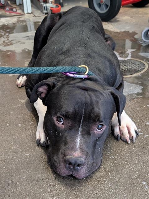 *LUKE, a dog for adoption from Ventura County Animal Regulation
