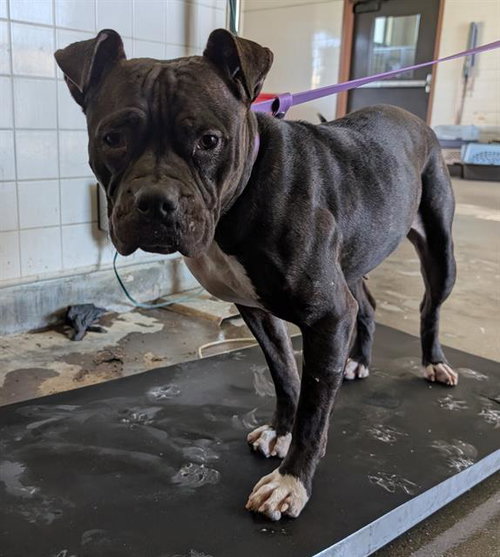 *LEIA, a dog for adoption from Ventura County Animal Regulation
