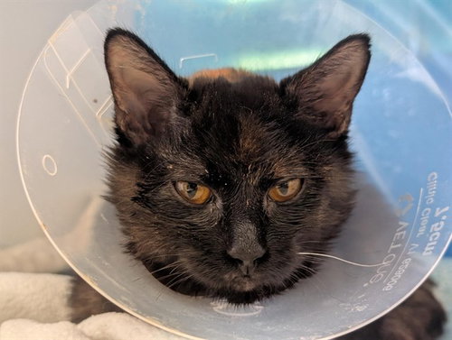 A888337, a cat for adoption from Ventura County Animal Regulation