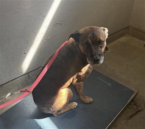 *ZERO, a dog for adoption from Ventura County Animal Regulation