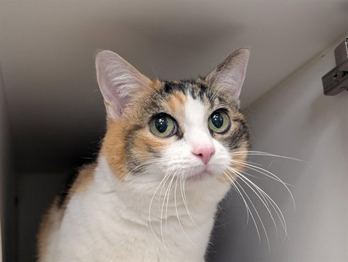 *MANEKI NEKO, a cat for adoption from Ventura County Animal Regulation