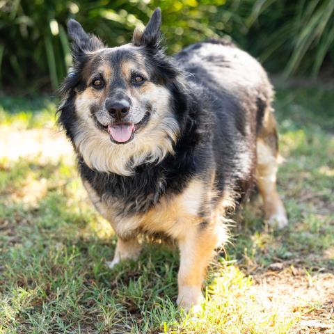 Kado, Pembroke Welsh Corgi / German Shepherd Dog / Mixed (medium coat)