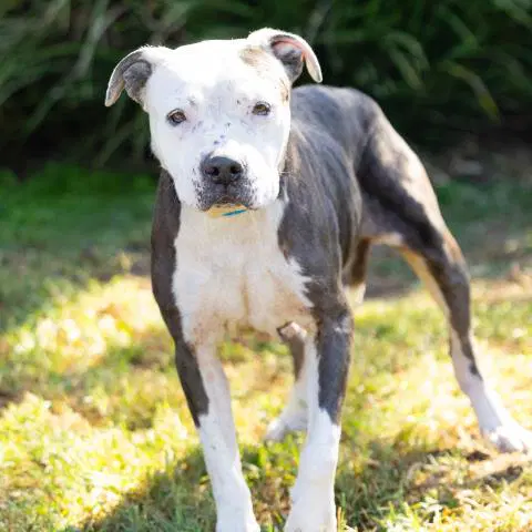 Tara - Pit Bull Terrier