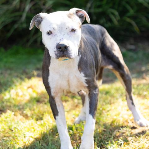 TARA, a dog for adoption from Ventura County Animal Regulation