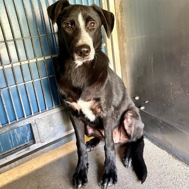Malachi - Border Collie