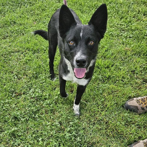 *TWAIN, a dog for adoption from Ventura County Animal Regulation
