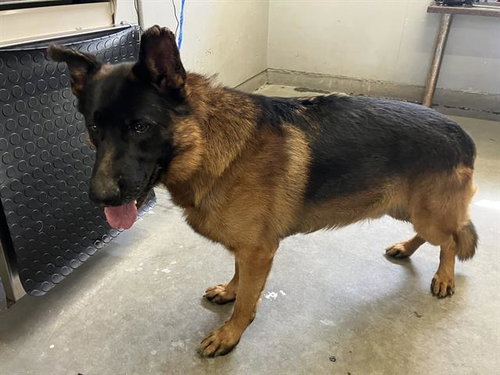 *VALOR, a dog for adoption from Ventura County Animal Regulation