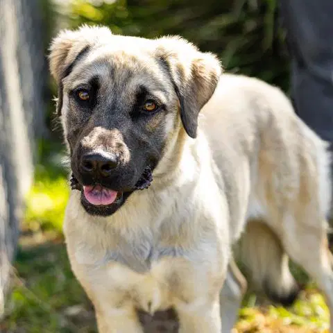 Ducky - Anatolian Shepherd