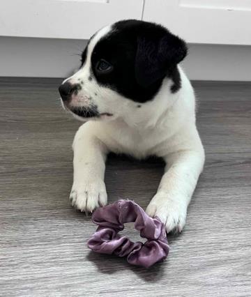 OMEGA, a dog for adoption from Ventura County Animal Regulation