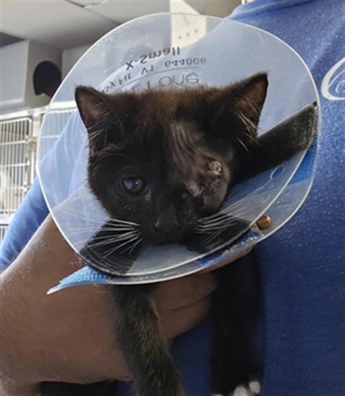 *TIFFANY, a cat for adoption from Ventura County Animal Regulation