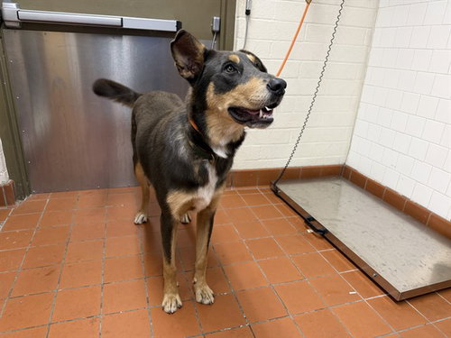DODGER, a dog for adoption from Ventura County Animal Regulation