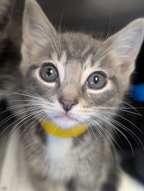 *SQUIRREL, a cat for adoption from Ventura County Animal Regulation