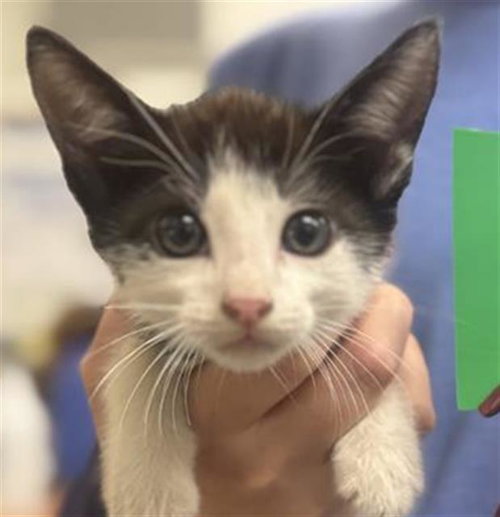 *SKUNK, a cat for adoption from Ventura County Animal Regulation