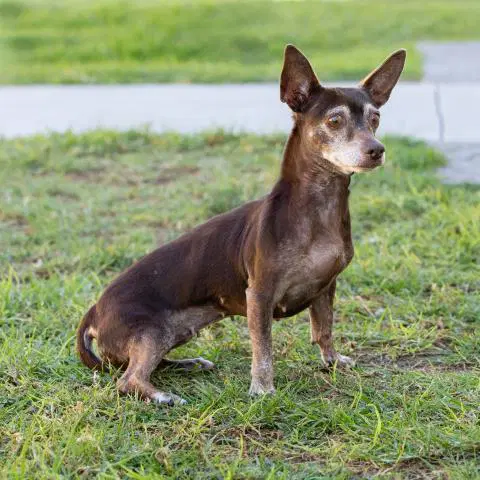 Itzel - Chihuahua