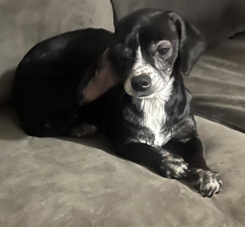 Betty Boo, Beagle / Chihuahua / Mixed (medium coat)