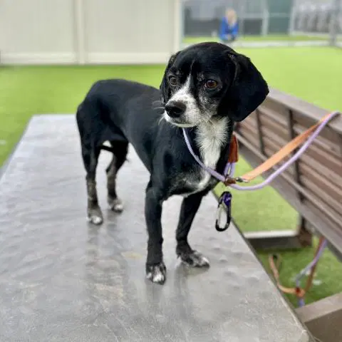 Betty Boo - Beagle