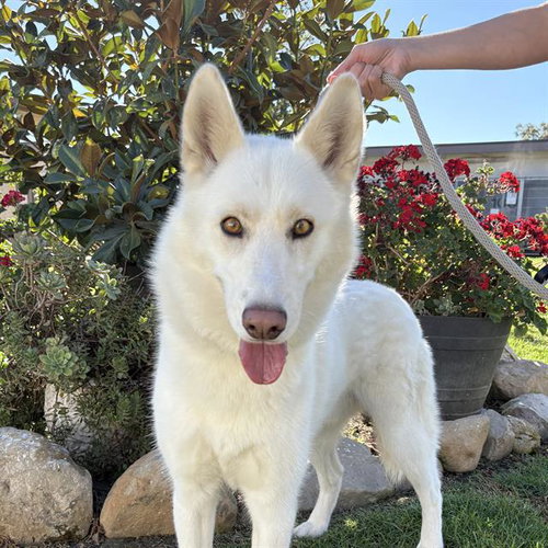 BUDDY, a dog for adoption from Ventura County Animal Regulation