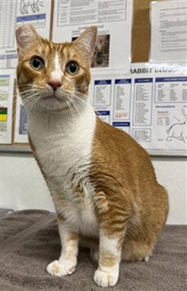 SUNNY, a cat for adoption from Ventura County Animal Regulation