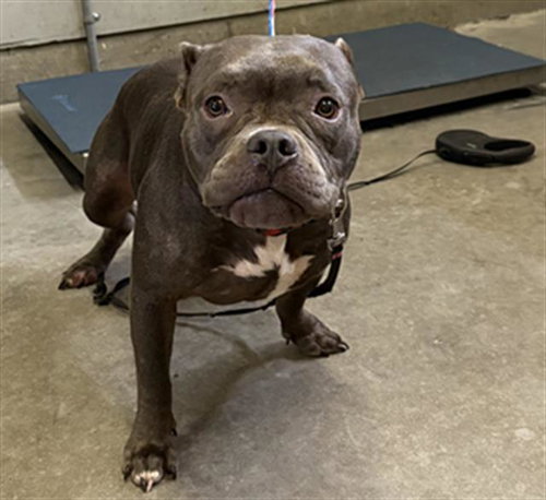 *CLEO, a dog for adoption from Ventura County Animal Regulation