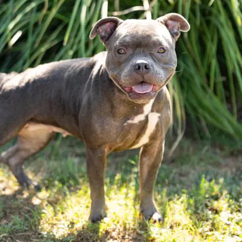 Cleo - Pit Bull Terrier