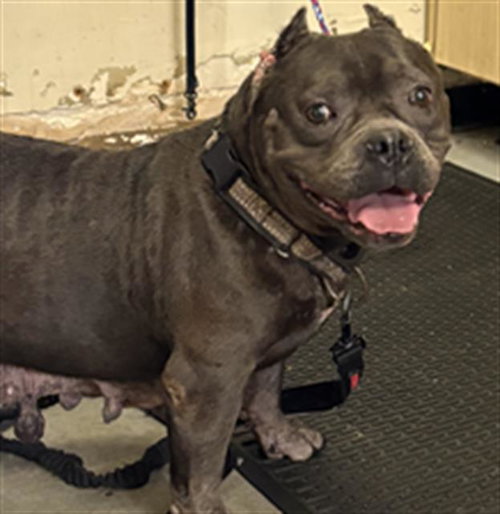 *NELLIE, a dog for adoption from Ventura County Animal Regulation