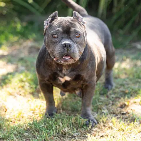 Nellie - Pit Bull Terrier
