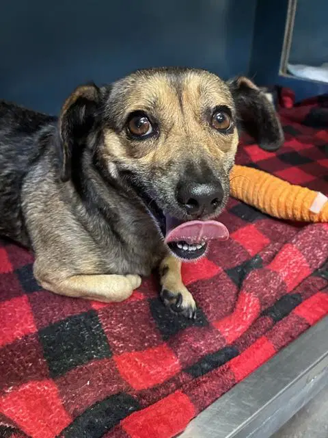 Madge - Chihuahua